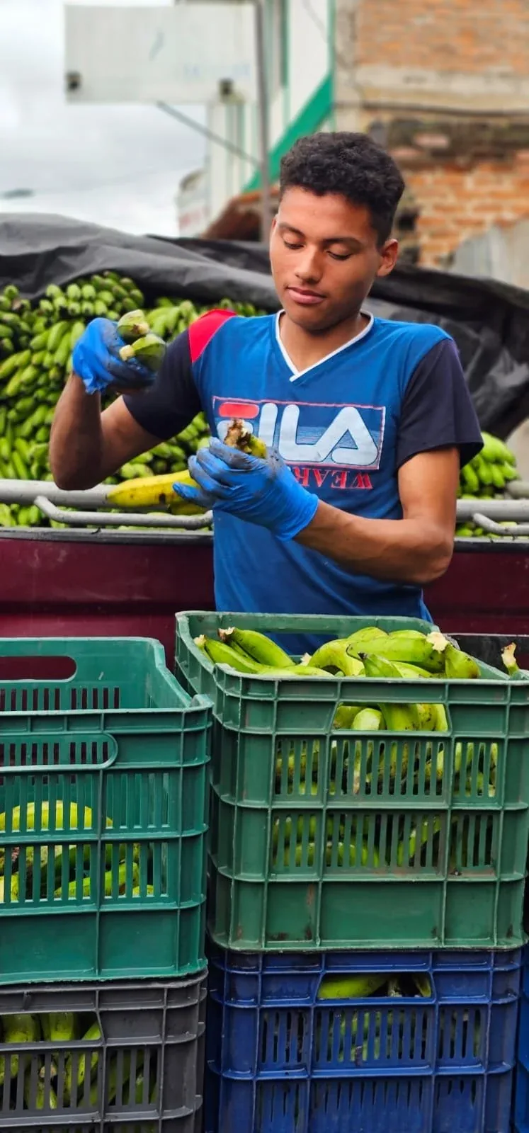 Regenerative Organic Certified® Banana Puree, IQF & Dried Product Journey