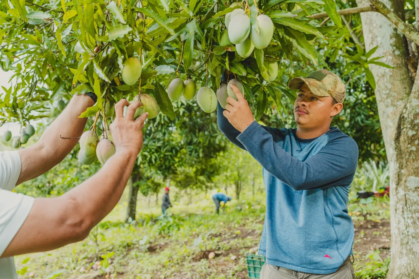 Regenerating the Foundation: How Sol Organica Builds Living Soils from the Ground Up 🌱