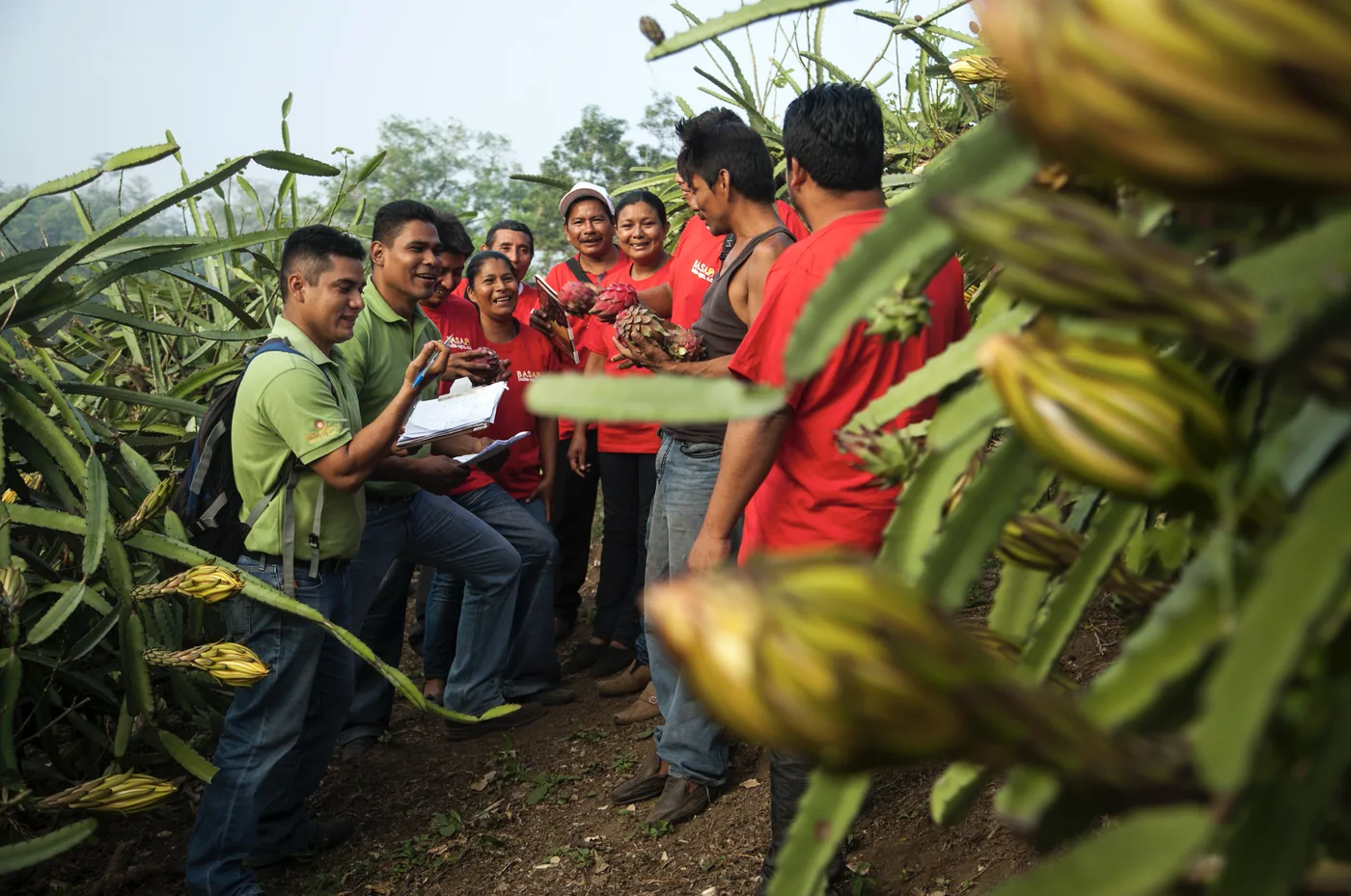 How to Choose a Reliable Organic Tropical Fruit Supplier for US and EU Brands
