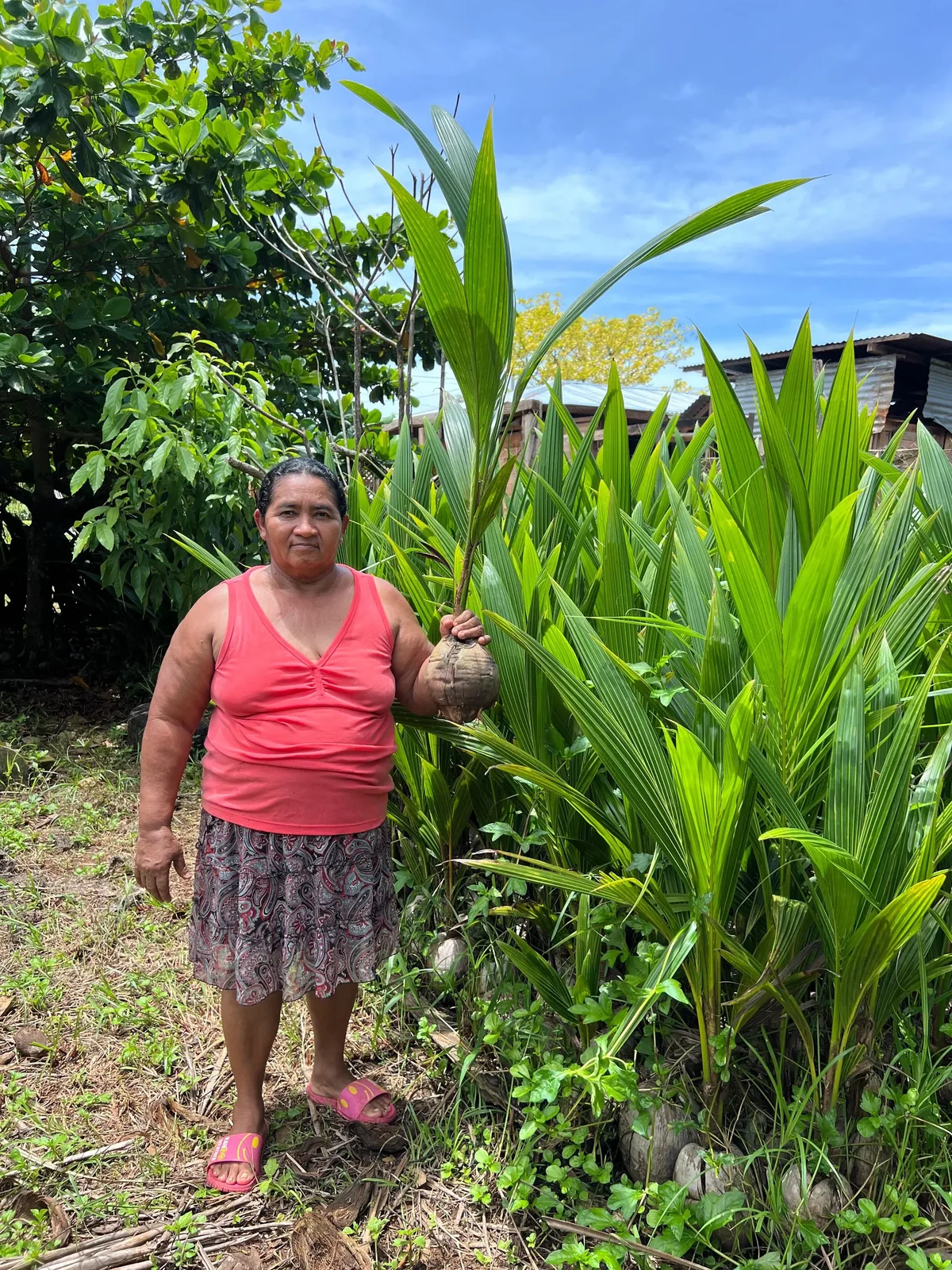 From Soil to Spoon: The Story & Power of Organic Young Coconut Puree
