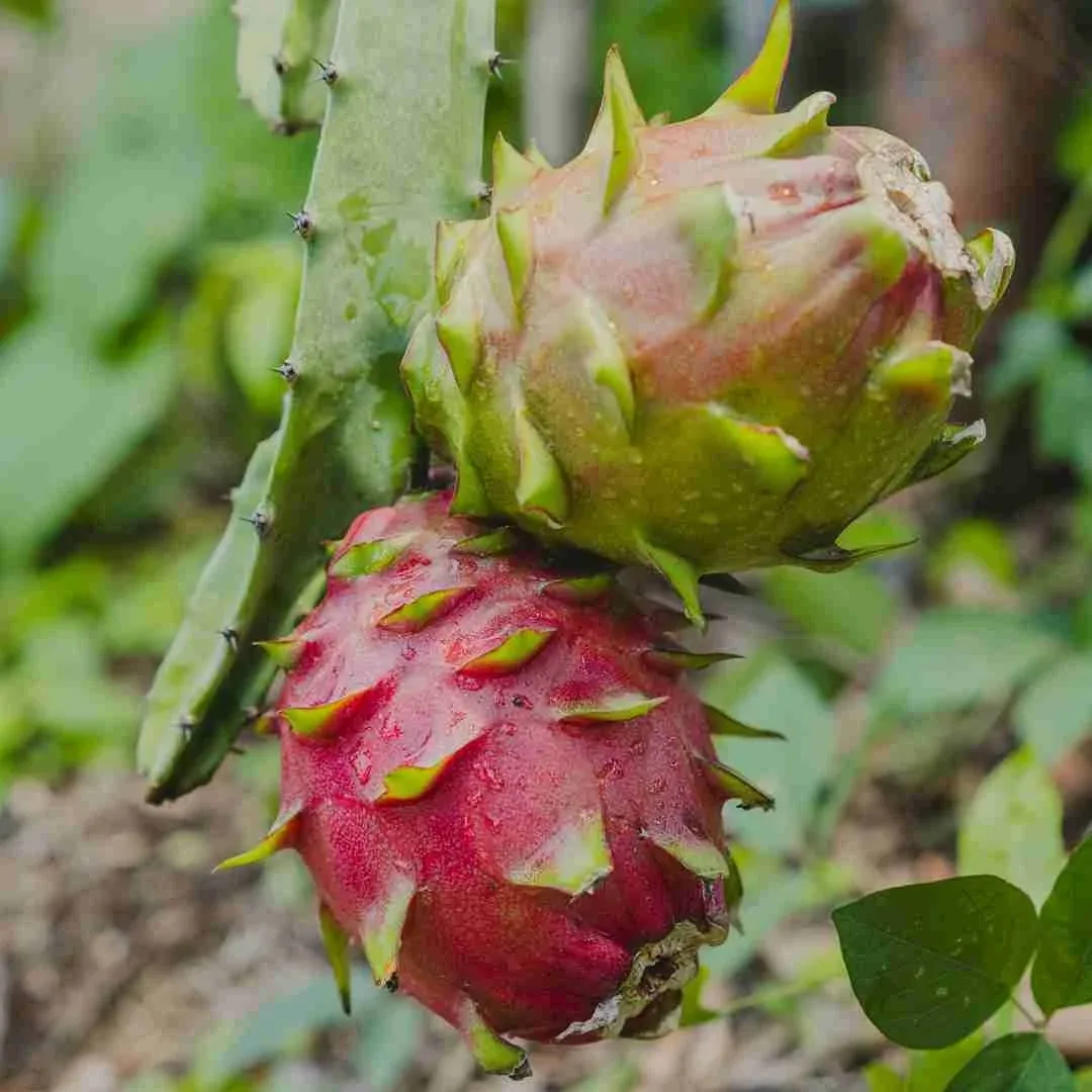 Discover Dragon Fruit: A Tropical Treasure